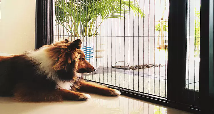 Sliding Screen Pet Door Repair in Buenaventura Lakes, FL