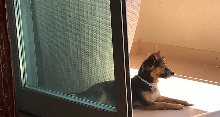 French Door Pet Screen Repair in Buenaventura Lakes, FL